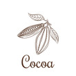 Cocoa beans sketch vector illustration. Cacao icon. Natural raw cocoa seeds for chocolate package or badge.