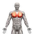 Chest Muscles - Pectoralis Major and Minor - Anatomy Muscles