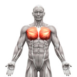 Fototapeta  - Chest Muscles - Pectoralis Major and Minor - Anatomy Muscles