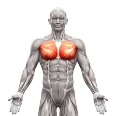 chest muscles - pectoralis major and minor - anatomy muscles