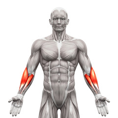 forearm muscles - anatomy muscles isolated on white