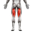 Hamstrings Male Muscles - Anatomy Muscle isolated on white