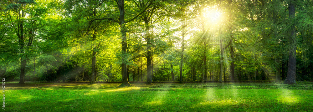 Grünes Wald Panorama im Sommer mit Sonnenstrahlen  - obrazy, fototapety, plakaty 