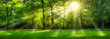 Grünes Wald Panorama im Sommer mit Sonnenstrahlen 