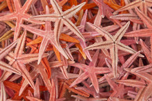 Red Caribbean Starfish