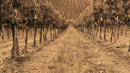 Sticker - Vineyard in the Autumn