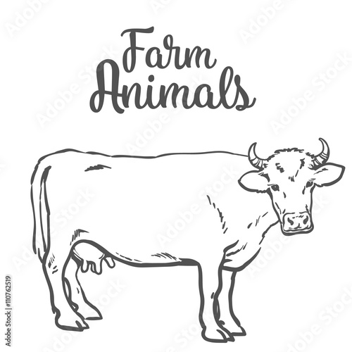 Sketch Of A Cow On A White Background One Isolated Hoofed Animal Farm Cattle Domestic Cattle Linear Illustration Of A Horned Cow And Dairy Adobe Stock でこのストックイラストを購入して 類似のイラストをさらに検索 Adobe Stock