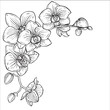 Beautiful monochrome vector illustration with orchid branches