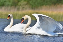 Beautiful Swan Cubs At The Pond. Beautiful Natural Colored Background With Wild Animals