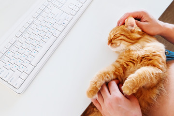 Wall Mural - happy cute ginger cat lying on the desk next to the keyboard. man strokes smiling pet. cozy morning 