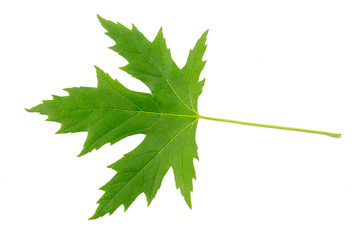 silver maple (acer saccharinum) leaf isolated on a white background.
