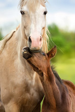 Beautiful Mare With Foal Close Up Portrait