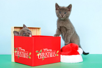 Two Gray kittens christmas box with miniature santa hat, green and blue backgrounds