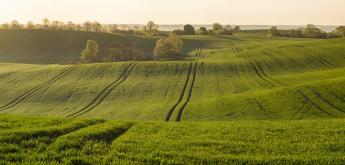 Wall Mural - the may field in the sun
