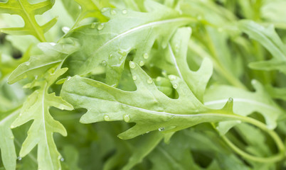 Canvas Print - fesh roquette/rucola/wild rocket / (type of lettuce) in a glasshouse