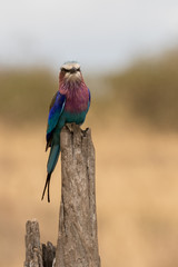 Wall Mural - lilac breasted roller perched on a log taken in masai mara kenya.