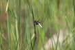 Libellen: Plattbauch sitzt an einem Grashalm