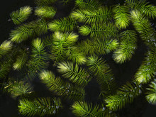 Aquatic Plant Green Leaves Textured In Water Black Background