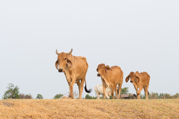 Asian Cow in countryside Thailand