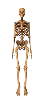 3D Rendering Human Skeleton on White