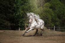 Knabstrup Appaloosa Horse Trotting In A Meadow