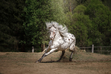 knabstrup appaloosa horse trotting in a meadow