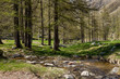 © Codegoni Daniele - pineta, ruscello, Parco nazionale del Gran Paradiso, Piemonte, Italia, panorama, casa rustica,