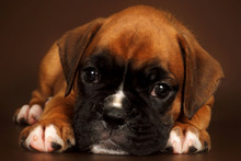 Sad Puppy Boxer Laid His Head On Paws