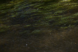 Grass under water