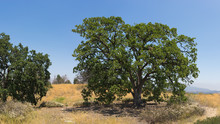 California Oak Tree On Hill