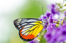 Painted Jezebel (Delias Hyparete) Colorful Butterfly White Yellow And Orange Black Stripes, It Is Looking For Nectar On Purple Flowers Of Golden Dew Drop