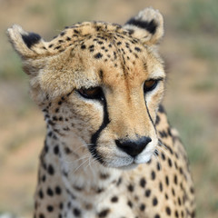 Wall Mural - africa. namibia. cheetah