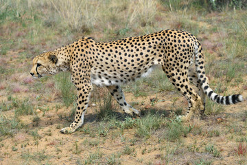 Wall Mural - africa. namibia. cheetah