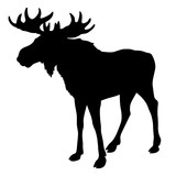 Fototapeta Dinusie - moose silhouette, black isolated 