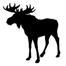 Moose Silhouette, Black Isolated 