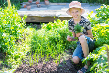 boy plucked fresh dill.