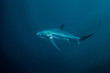 © Connect Images - Critically endangered Thresher Shark (Alopias pelagicus) swimming in the deep water off Malapascua Island, Cebu, Philippines