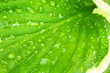 Green Hosta Leaf with Rain Drops