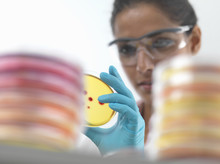 Close Up Of Female Scientist Examining Cultures In Petri Dish In Microbiology Lab