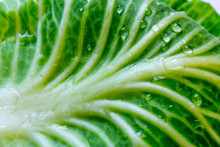 Green Leaf Of Cabbage With Drops Of Water In Sunshine Texture Background Close Up Macro