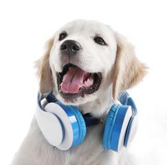 Wall Mural - Muzzle of cute Labrador dog with headphones isolated on white