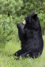 Black Bear Eating Leaves In A Sitting Position
