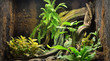Zoo display, reptile (frog) terrarium with colorful plants, tree log, close-up. Zoology, biology, wildlife, nature, natural habitat, tropical biotope, environmental conservation, research, education