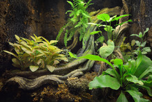 Tropical Environment Terrarium Layout With Exotic Greens And A Log
