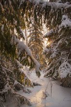 View Of Sunlight Between Snow Covered Forest Fir Tees, Sarsy Village, Sverdlovsk Oblast, Russia