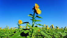 Blue Sky And Sunlit Sunflower Field