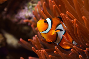 Wall Mural - Amphiprion Ocellaris Clownfish In Marine Aquarium