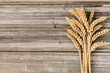 Golden ripe wheat on old wooden background