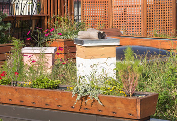 Wall Mural - Green Roof with beehive