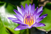 Beautiful Purple Lotus Flower, Violet Lotus Blooming In The Pond, Closeup Lotus Flower, Lotus Violet Flower Of Thailand.